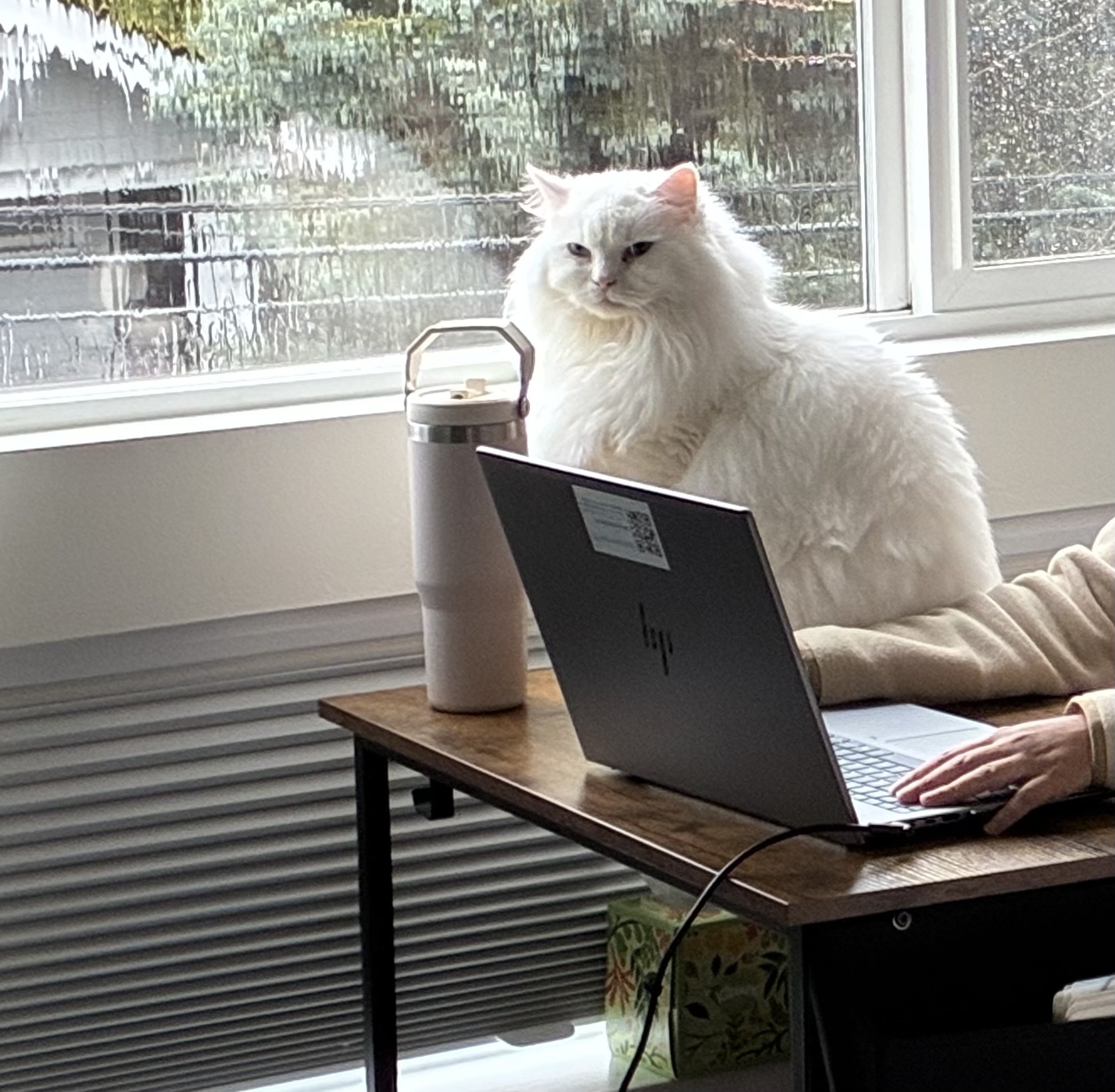 A reader's pet
